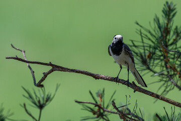 Calling White Wagtail Against a Vibrant Green Background