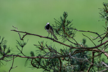 Inquisitive White Wagtail Making Eye Contact from a Pine Branch