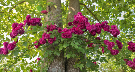 Vibrant Magenta Rose Flourishing on Twin Tree Trunks