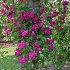 Beautiful Rich Pink Climbing Rose on Tree. Square-format shot.