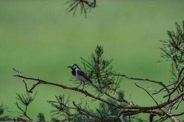 Inquisitive White Wagtail Making Eye Contact from a Pine Branch