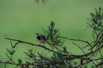 Inquisitive White Wagtail Making Eye Contact from a Pine Branch