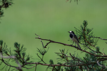 Inquisitive White Wagtail Making Eye Contact from a Pine Branch