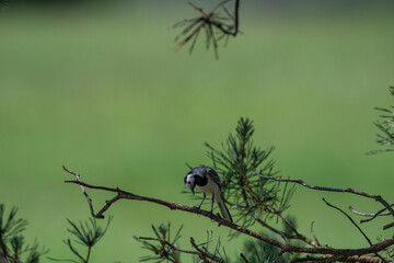 Inquisitive White Wagtail Making Eye Contact from a Pine Branch