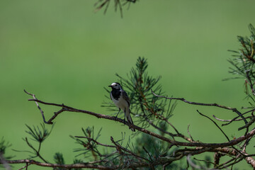 Inquisitive White Wagtail Making Eye Contact from a Pine Branch