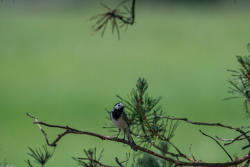 Inquisitive White Wagtail Making Eye Contact from a Pine Branch