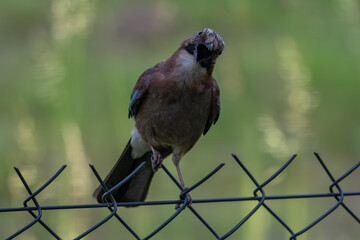 Vocal Eurasian Jay Showing its Colors on a Fence