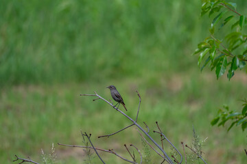 Delicate Black Redstart Perched in a Green Meadow