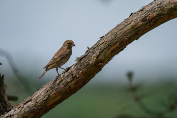 European Greenfinch with a Curious Glance on a Pine Branch