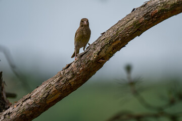 European Greenfinch with a Curious Glance on a Pine Branch