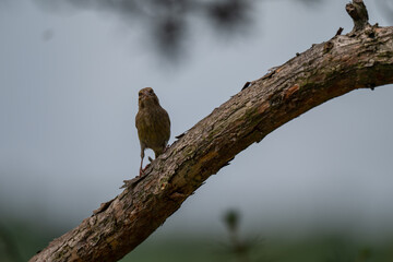 Pensive European Greenfinch on a Pine Branch