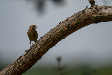 Pensive European Greenfinch on a Pine Branch