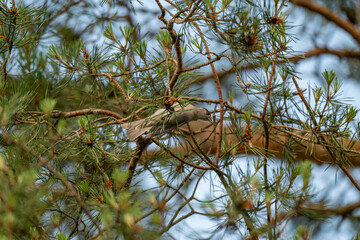 Eurasian Blackcap Peeking Through Pine Needles