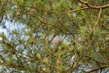 Eurasian Blackcap Peeking Through Pine Needles