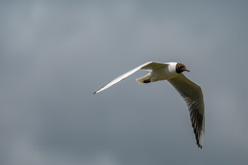 Obraz premium Graceful Black-headed Gull in Flight Against a Cloudy Sky