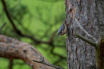 Foraging Nuthatch Climbing Head-Down with a Tidbit