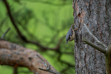 Foraging Nuthatch Climbing Head-Down with a Tidbit