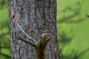 Curious Eurasian Nuthatch Peeking from a Natural Tree Perch