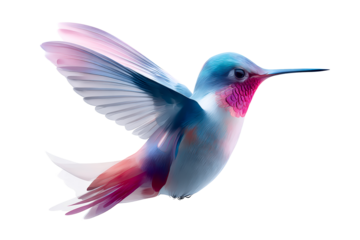 Colorful hummingbird in mid flight with wings extended