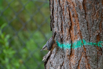 Nature and Human Intervention: Nuthatch on a Marked Forest Tree