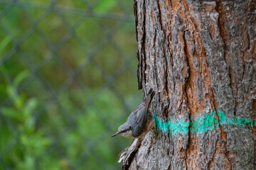 Nature and Human Intervention: Nuthatch on a Marked Forest Tree