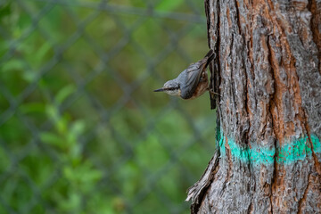 Wildlife on the Boundary: Nuthatch in a Marked Forest