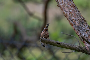 Alert Eurasian Nuthatch in Profile on a Weathered Branch