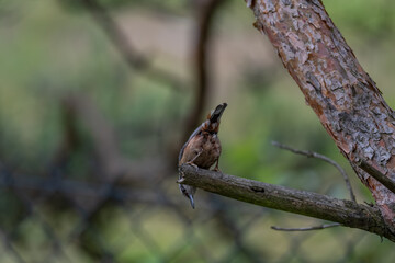 Alert Eurasian Nuthatch in Profile on a Weathered Branch