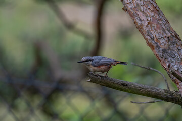 Alert Eurasian Nuthatch in Profile on a Weathered Branch