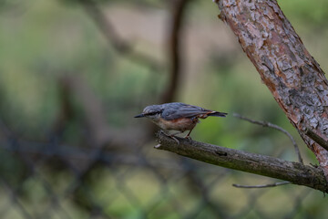 Alert Eurasian Nuthatch in Profile on a Weathered Branch