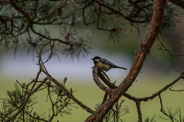 Vibrant Great Tit Perched in a Scots Pine