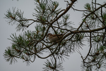 Eurasian Tree Sparrow Sheltering in a Pine on an Overcast Day