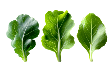 Fresh greens with varying textures set on a transparent background