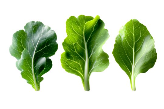 Fresh greens with varying textures set on a transparent background
