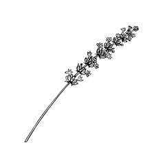 Lavender flower. Black and white vector, hand-drawn graphic illustration. A design element for packaging, postcards, and labels. For banners, flyers and posters.