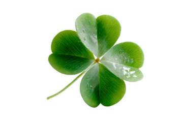 Green four leaf clover with droplets on transparent background