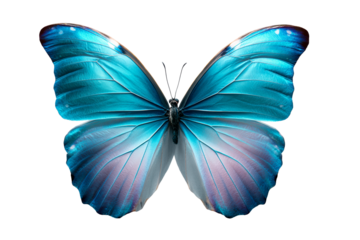 Vibrant blue butterfly with transparent wings ready to take flight