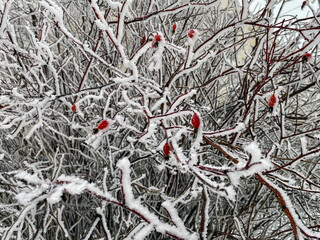 Frost-covered rosehip branches in winter. Red berries and snowy twigs