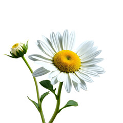 Naklejka premium White daisy flower with green leaves and bud on white background 