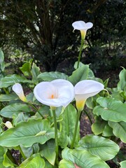 flor blanca cartucho hermosa en la rama 