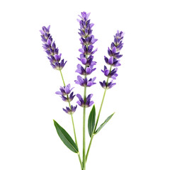 Fototapeta premium Lavender flower stem with purple blooms and green leaves 