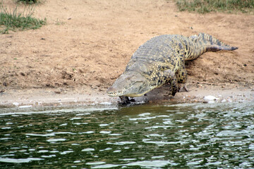 Nile Crocodile, Crocodylus niloticus, at the Kazinga Channel