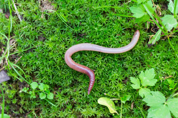 Useful Earthworm in the Nature 