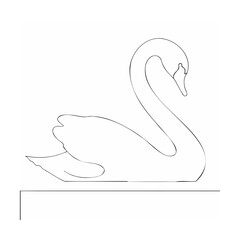 A swans on a water