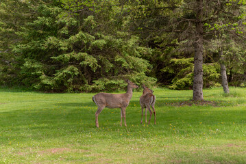 White-tailed Deer Grazing In An Urban Field In Spring In Wisconsin