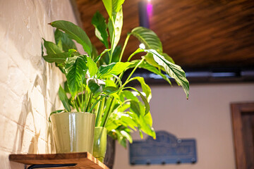 Spathiphyllus flower on a wooden shelf in the interior. Modern eco interior