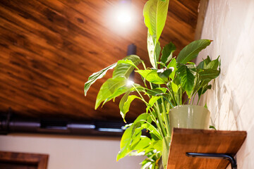 Spathiphyllus flower on a wooden shelf in the interior. Modern eco interior