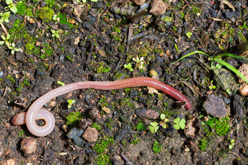 Useful Earthworm in the Nature 
