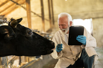 A joyful veterinarian smiles at a cow while holding a tablet, embodying a warm interaction and...