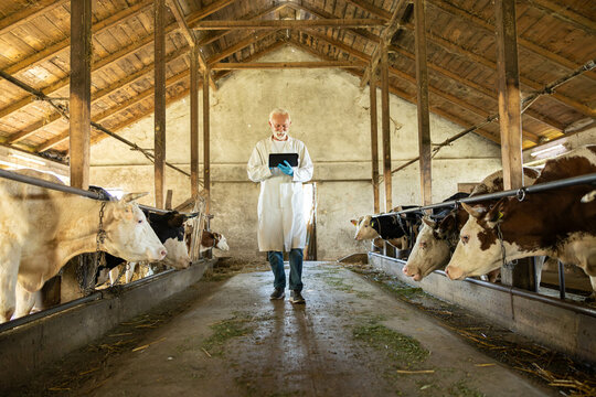 A veterinarian checks data on a tablet while surrounded by cows, indicating the use of technology in animal care on farms.